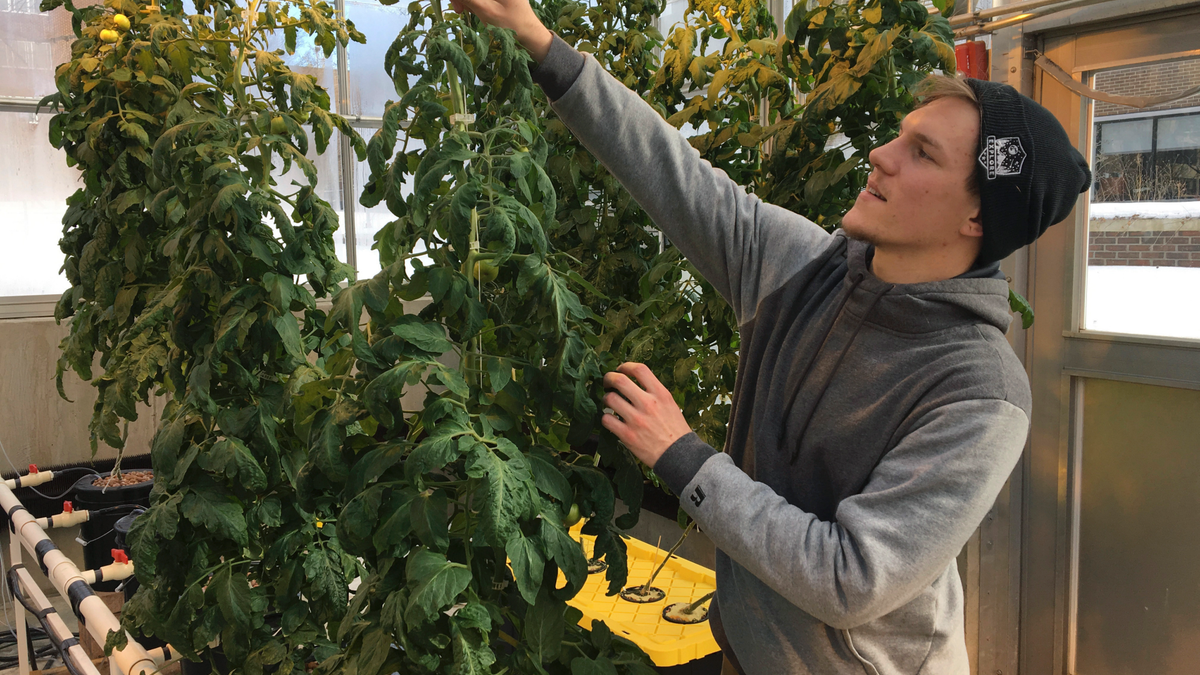 In this Feb. 14, 2019 photo, Colton Welch, a junior at the State University of New York at Morrisville, N.Y., tends hydroponic tomato plants which will provide students with data applicable to cannabis cultivation. (AP Photo/Marry Esch)