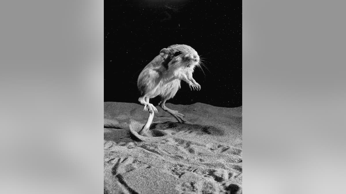 File photo - Kangaroo rat in mid-jump.