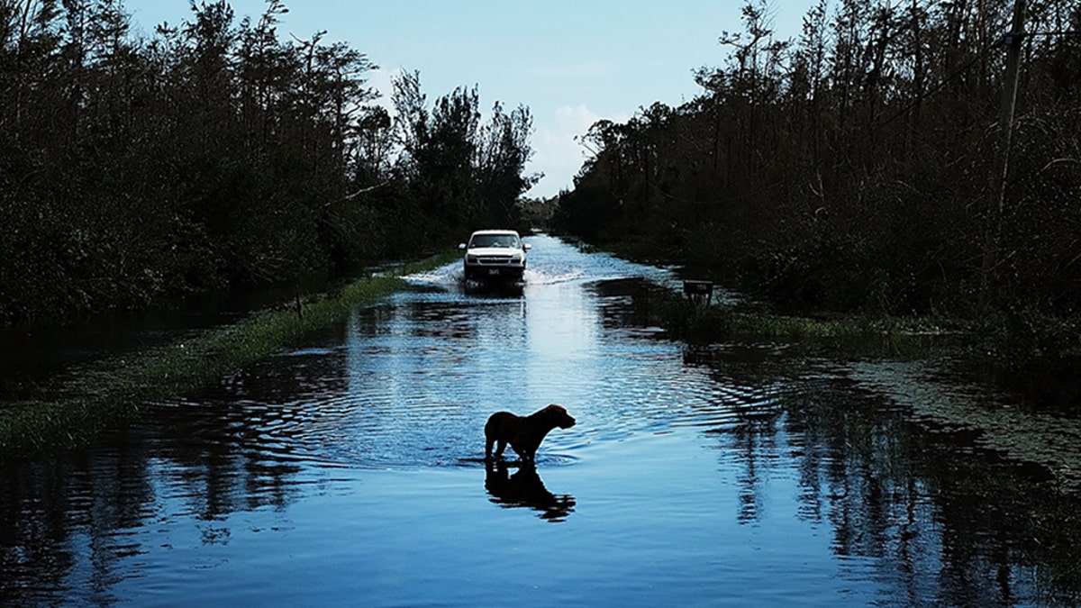 The Florida Senate Agriculture Committee on Monday approved a bill that would punish those who leave their pets chained up or unattended during natural or manmade disasters.