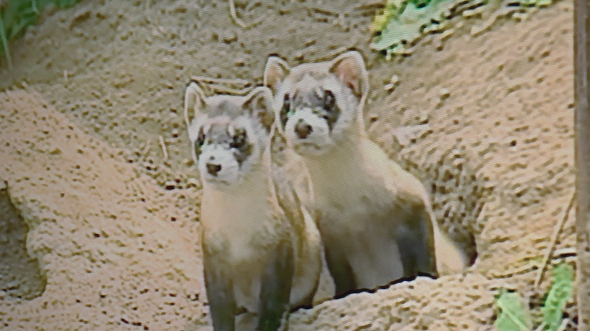 The Aubrey Valley, where the black-footed ferrets reside, is an area with 100,000 acres of grasslands and 50,000 acres of prairie dog colonies (prairie dogs are the ferrets’ prey). Holly Hicks, Arizona Game and Fish’s nongame small mammal projects, said it’s like trying to find a needle in a haystack.