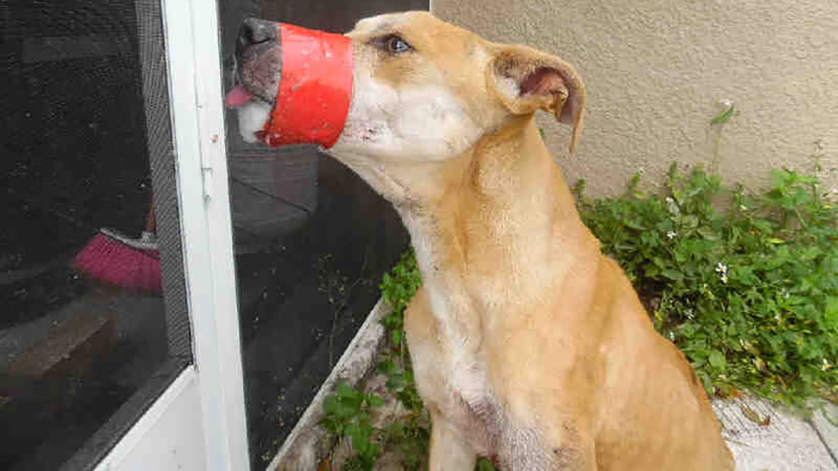 A dog was found roaming through backyards in a Southwest Florida community Tuesday with its mouth taped shut and bleeding.