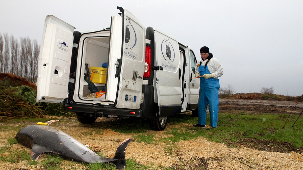 This photo from February shows a scientist standing by a dead dolphin in Chatelaillon-les-Boucholeurs on the Atlantic coast, western France.
