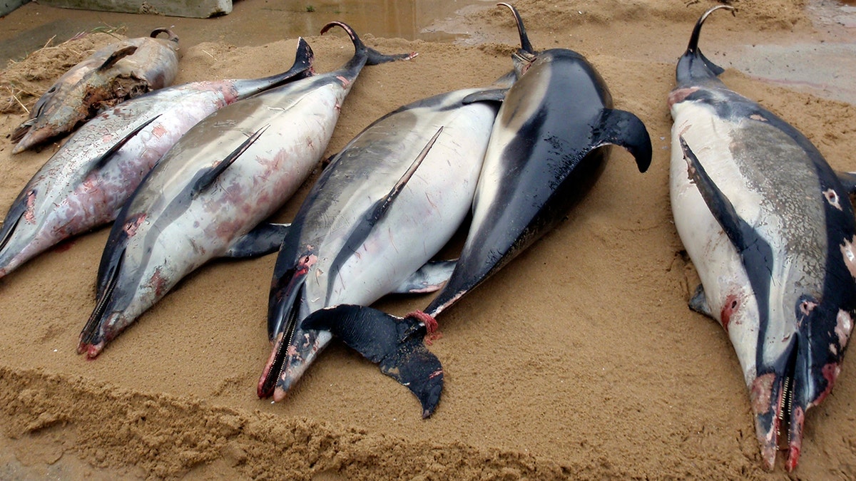 This photo from March shows dead dolphins on a shore of La Tranche sur Mer, on the Atlantic coast, western France.