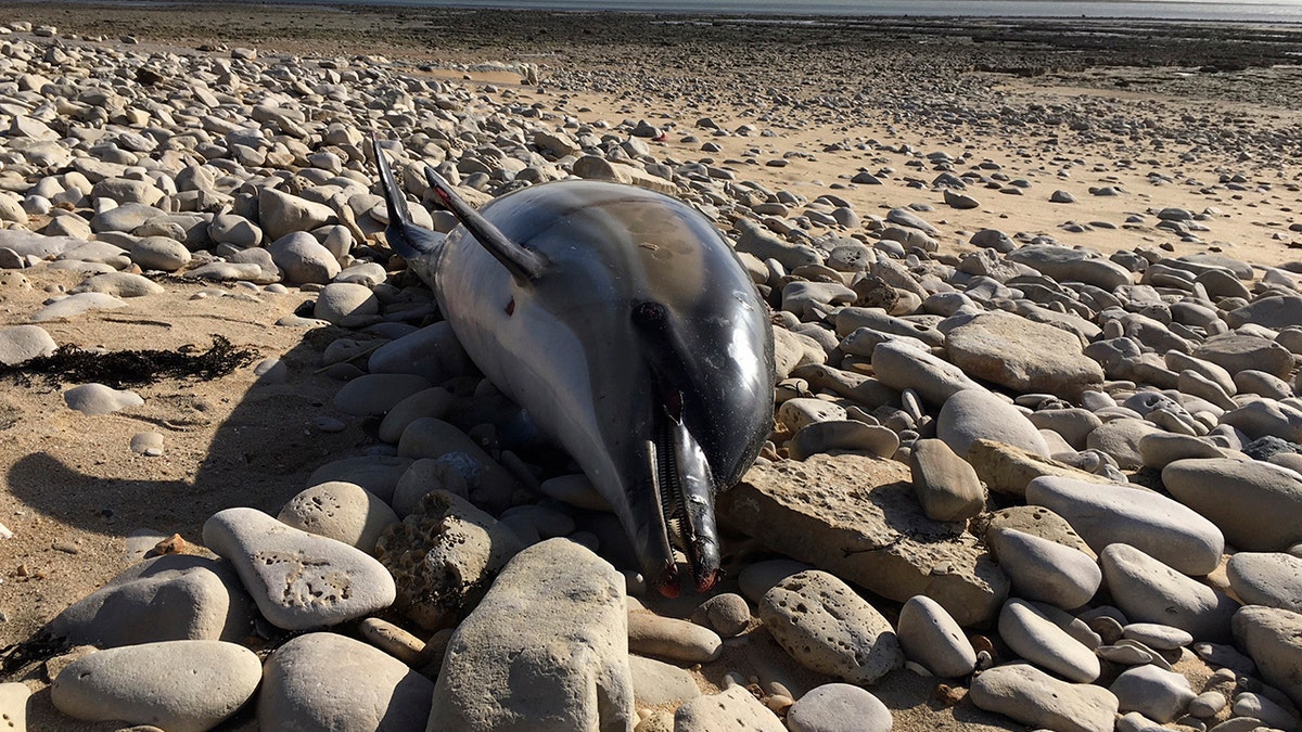 A staggering number of deceased, maimed dolphins have reportedly been found on the shores of France since the start of 2019.