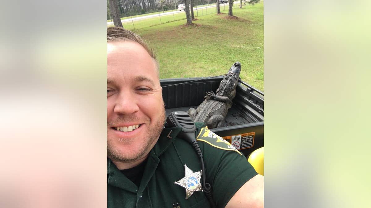 Deputies with the St. John’s County Sheriff’s Office as well as officials with the Florida Fish and Wildlife Conservation Commission (FWC) worked to capture the alligator that was first spotted in a pond near Palm Valley Academy school’s campus last week. (St. Johns County Sheriff's Office)