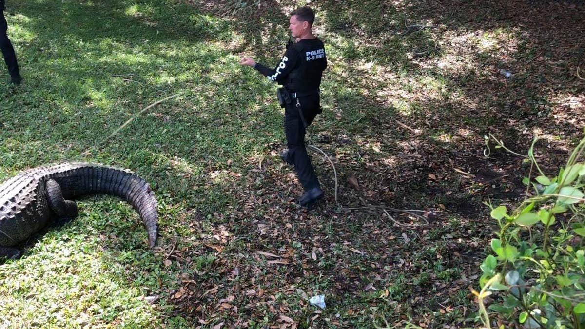 Officials with the Jupiter Police Department in Jupiter, Fla., had to remove a massive, roughly 750-pound alligator from a local park this week.
