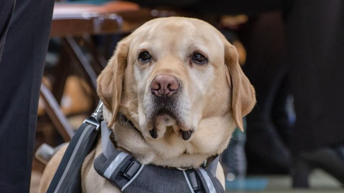 The Daily Spike Running with Guiding Eyes guide dogs for the