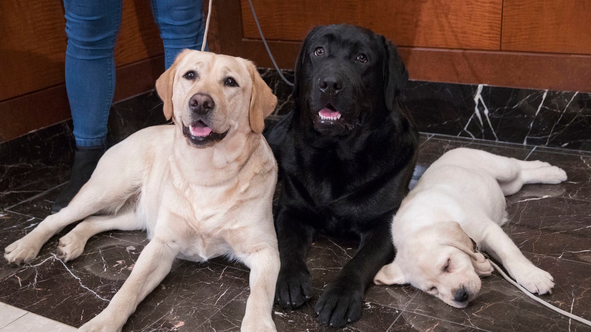 FILE- In this March 28, 2018 file photo, Labrador retrievers Soave, 2, left, and Hola, 10-months, pose for photographs as Harbor, 8-weeks, takes a nap during a news conference at the American Kennel Club headquarters in New York. The Labrador retriever is the American Kennel Club's most popular U.S. purebred dog of 2018. Labs topped the list for the 28th year in a row. (AP Photo/Mary Altaffer, File)