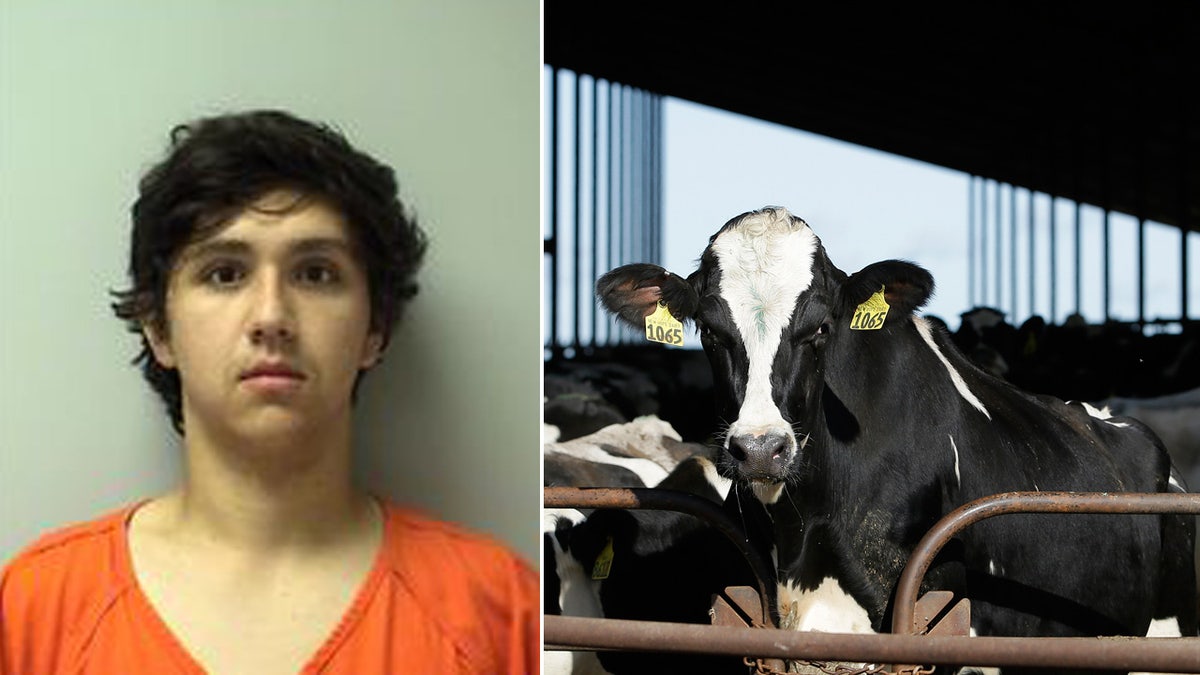Joshua Litza, 19, was arrested on Friday and charged with two counts of intentionally failing to provide food to animals and four counts of failing to timely dispose of an animal carcass after officials say he neglected his father’s cattle.