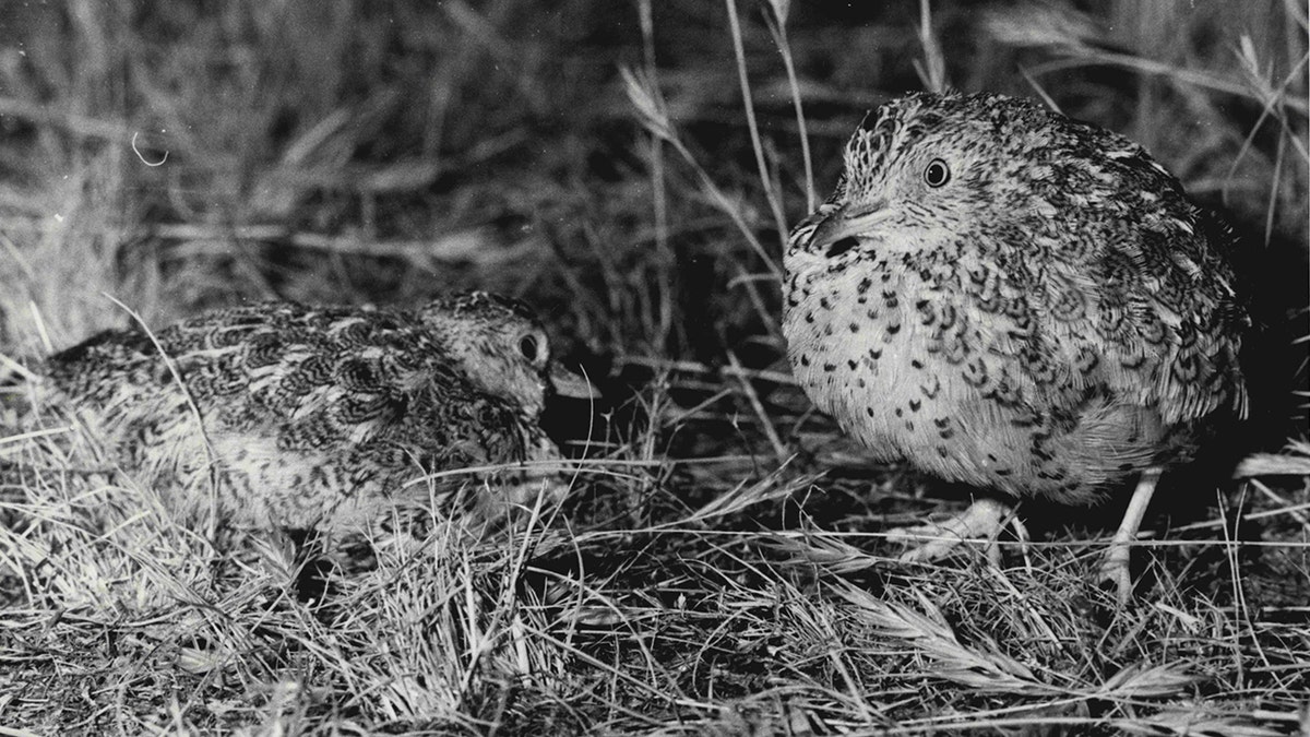 File photo - John Nevinson on his property called "The Ranch" between Hay and Deniliquin with the bird "Plains-wanderer". January 17, 1985. (Photo by Susan Debra Windmiller/Fairfax Media via Getty Images).