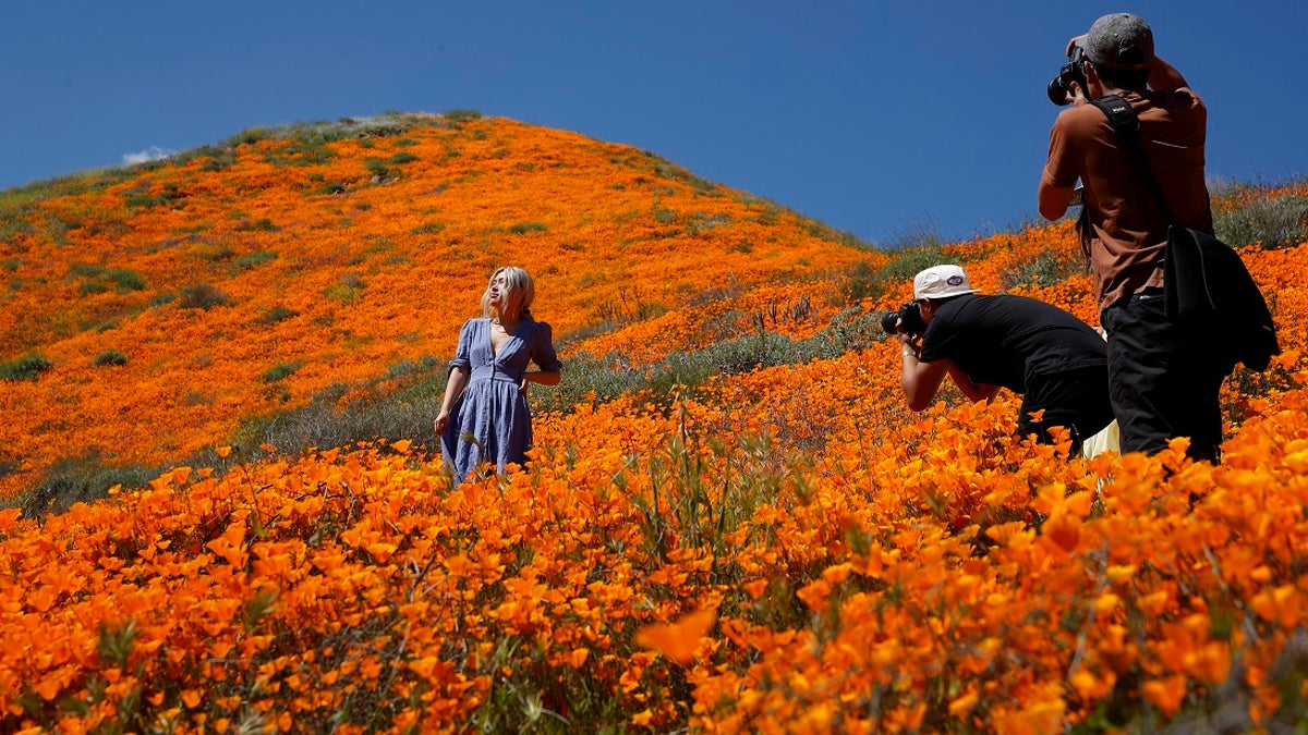 A model poses among wildflowers in bloom Monday, March 18, 2019, in Lake Elsinore, Calif. 