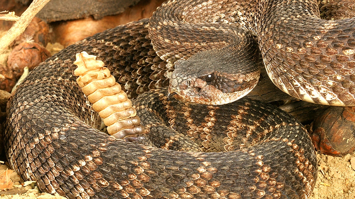 a rattlesnake coiled up with head visible