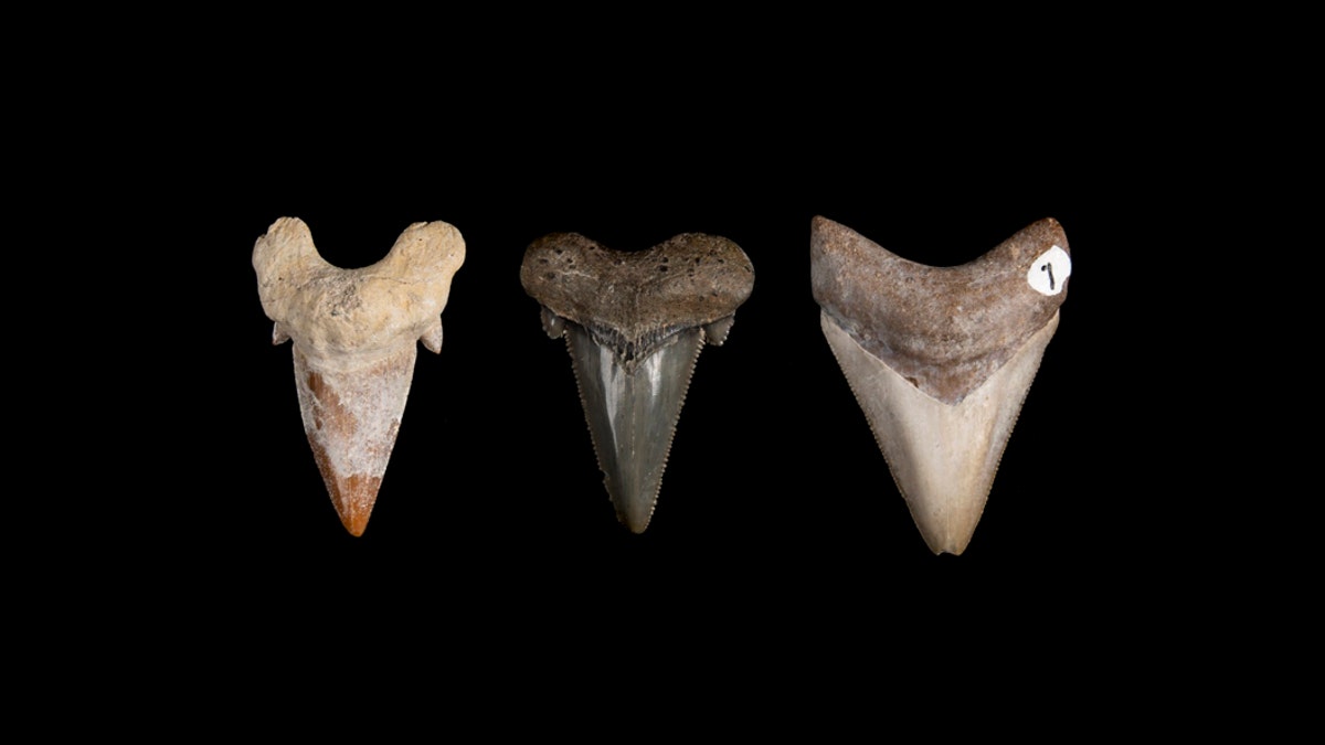 These three teeth depict more than 50 million years of shark teeth evolution. Megalodon's earliest ancestor, Otodos obliquus, from left, had smooth-edged teeth with a thick root and lateral cusplets, two mini-teeth flanking the main tooth. Another ancestor, Carcharocles auriculatus, had serrated teeth with lateral cusplets. Carcharocles megalodon had flattened bladelike teeth with uniform serrations and no cusplets. (Credit: Florida Museum, Kristen Grace)