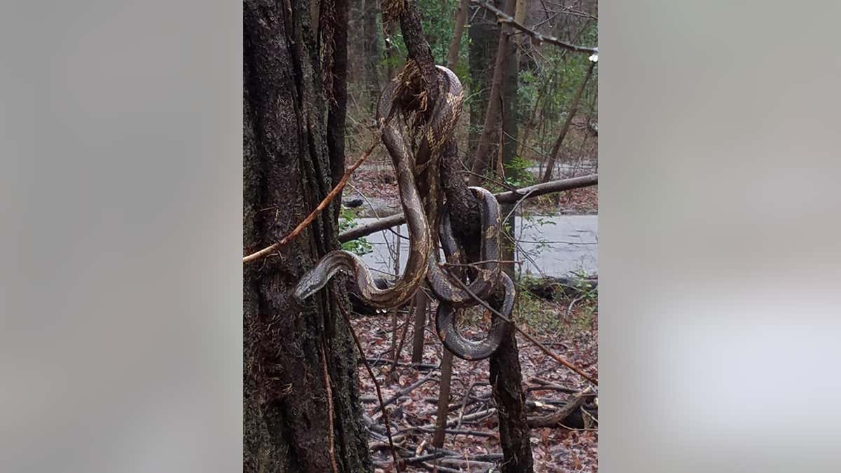 Steve Ballou said the snake appears larger in the photo than it really was. (Photo courtesy of Steve Ballou)