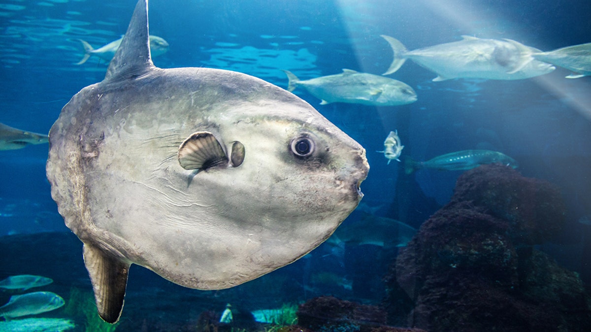 A closeup of a Mola Mola (Ocean Sunfish).