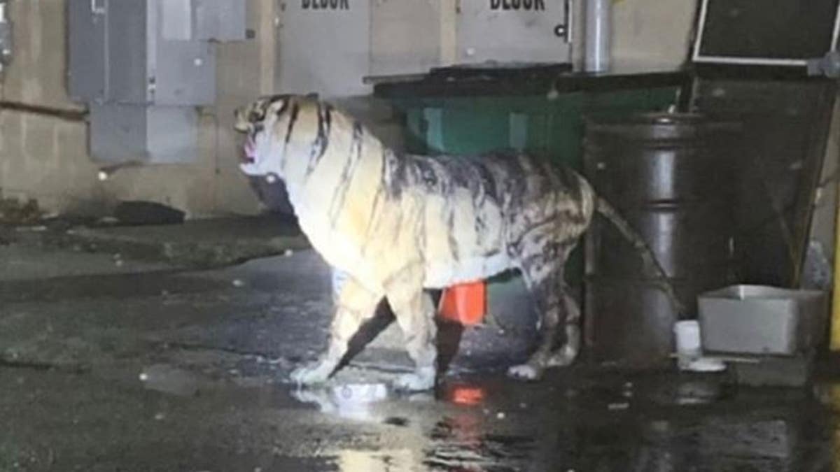 A Virginia police department shared the photo of the discarded tiger as a warning to store owners.