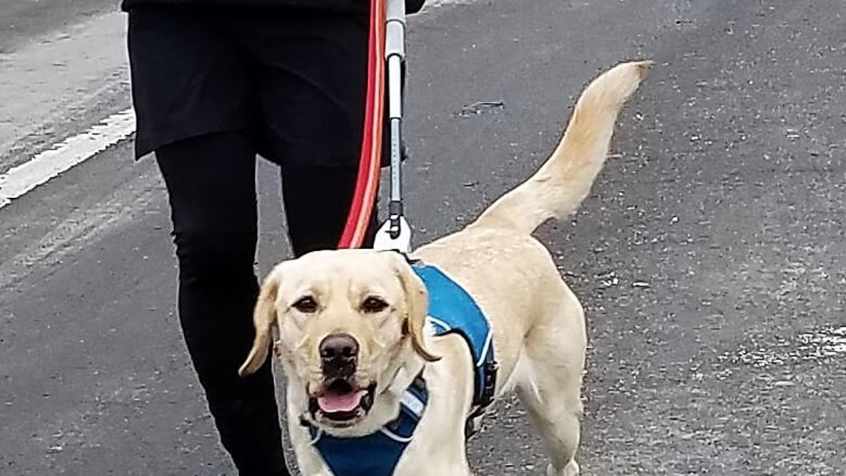 The Daily Spike Running with Guiding Eyes guide dogs for the