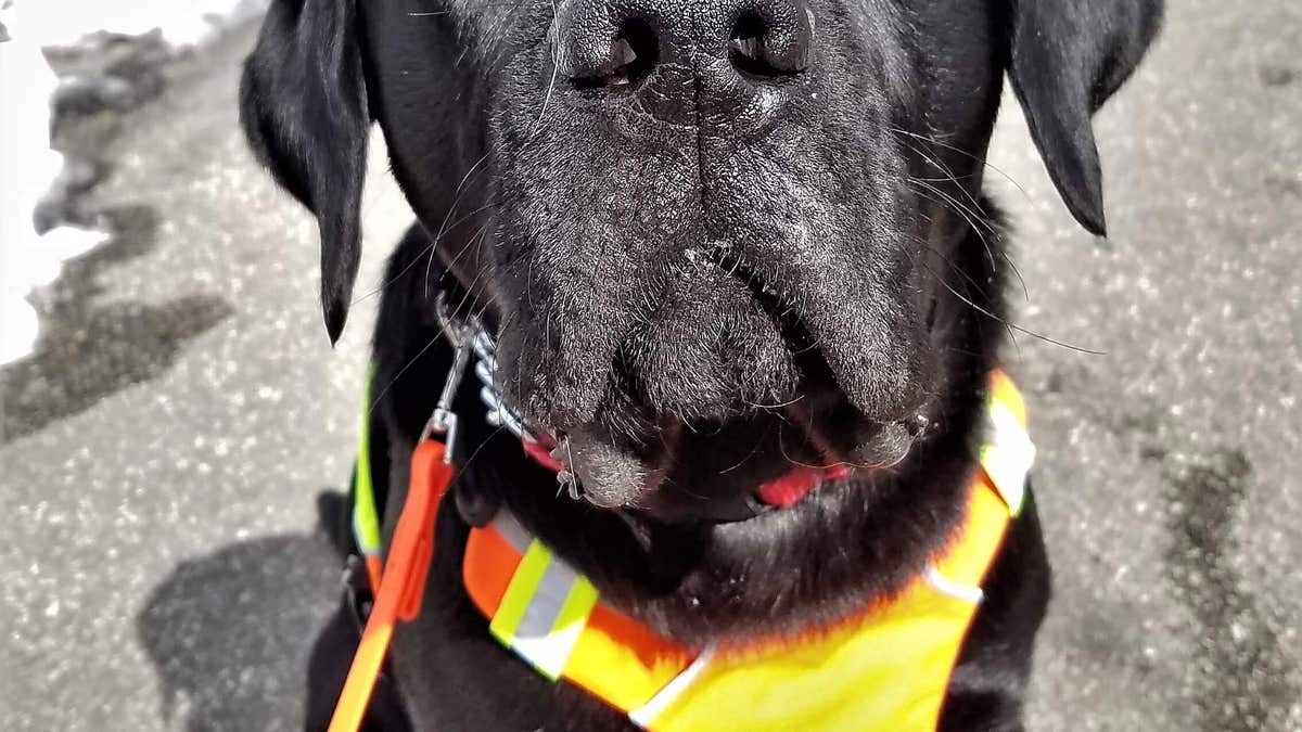 The Daily Spike Running with Guiding Eyes guide dogs for the