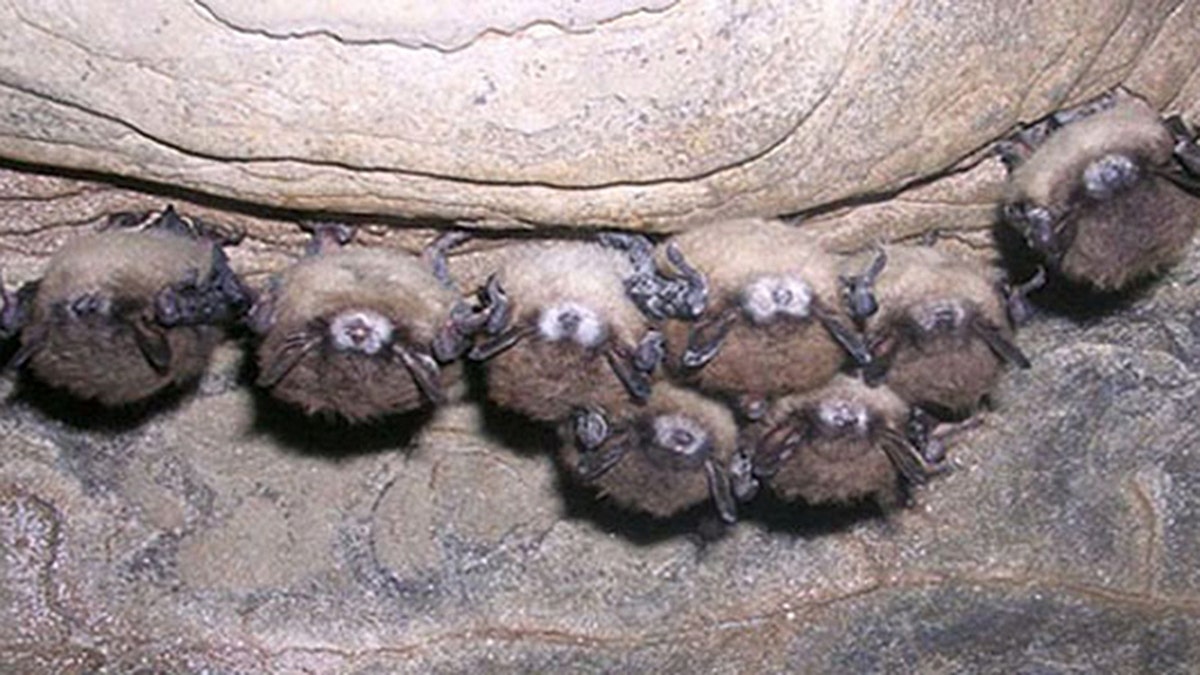 white nose bats NYSDEC