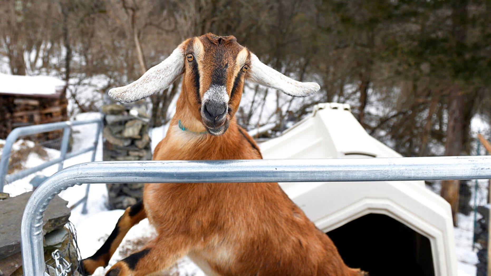  Vermont town elects 3-year-old goat to serve as honorary mayor AP19066717009234
