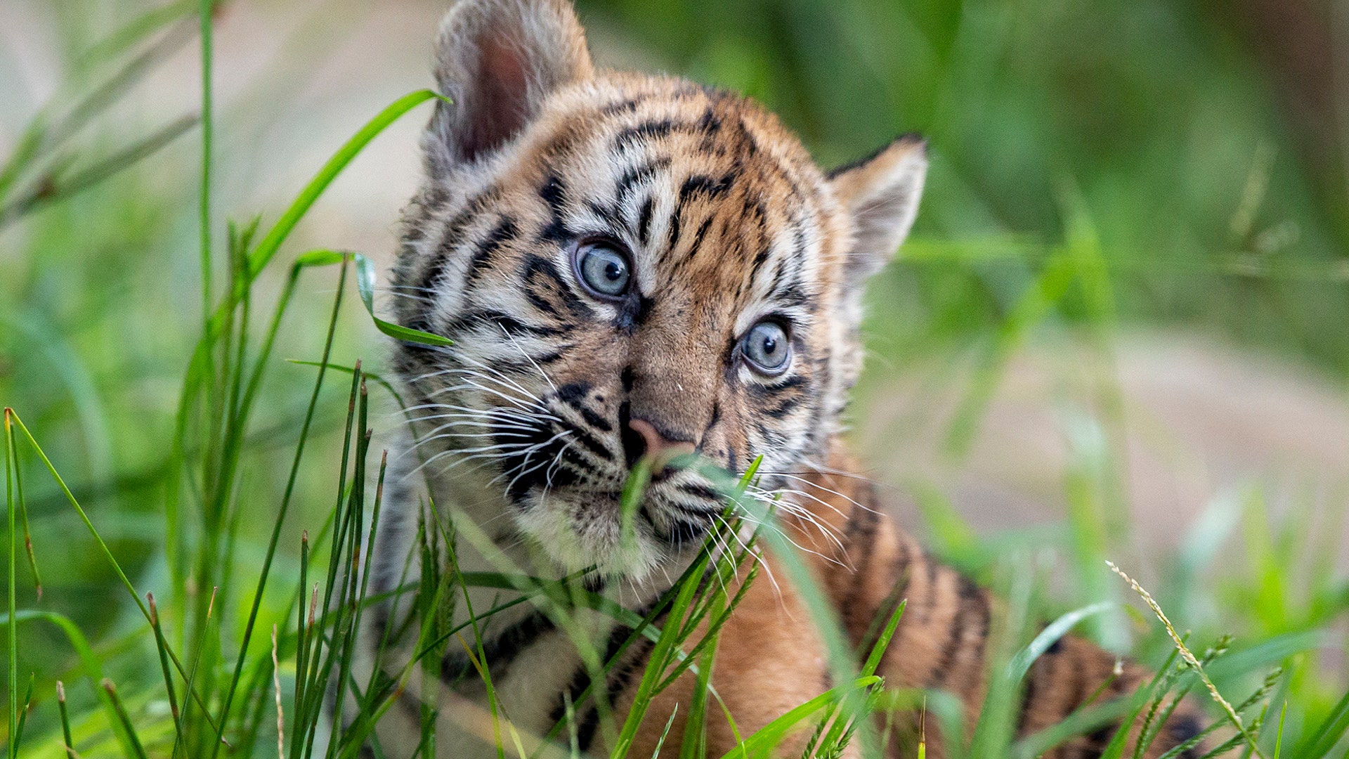 One of three Sumatran tiger cubs born at the Taronga Zoo explores its habitat March 22, 2019, in Sydney, Australia. 