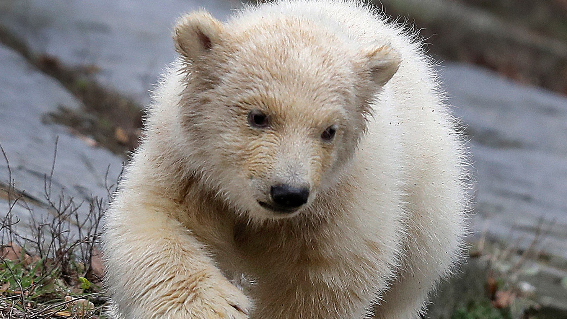 A polar bear baby walks in its enclosure at the Tierpark zoo in Berlin, March 15, 2019. 