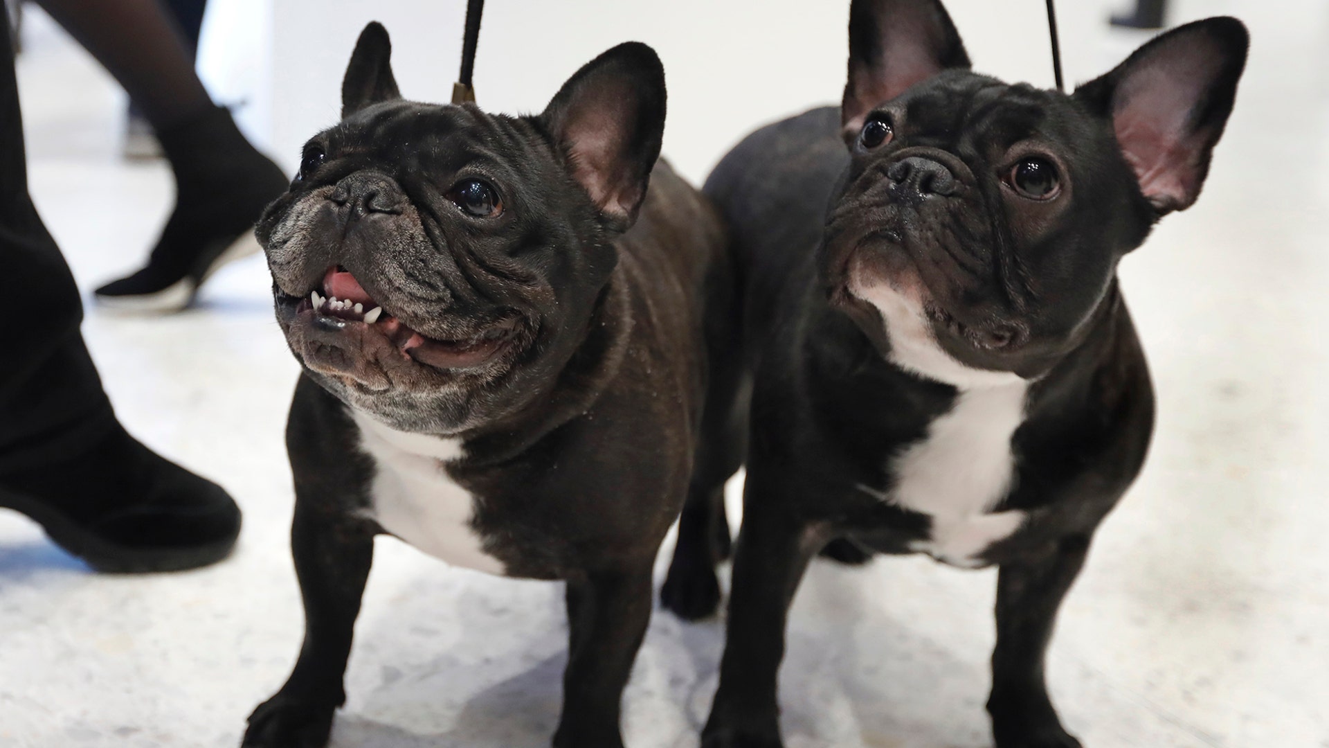 French bulldogs Violet, age 3, left, and Moxie, age 6 1/2 months pose for photos at the Museum of the Dog, in New York, March 20, 2019. 