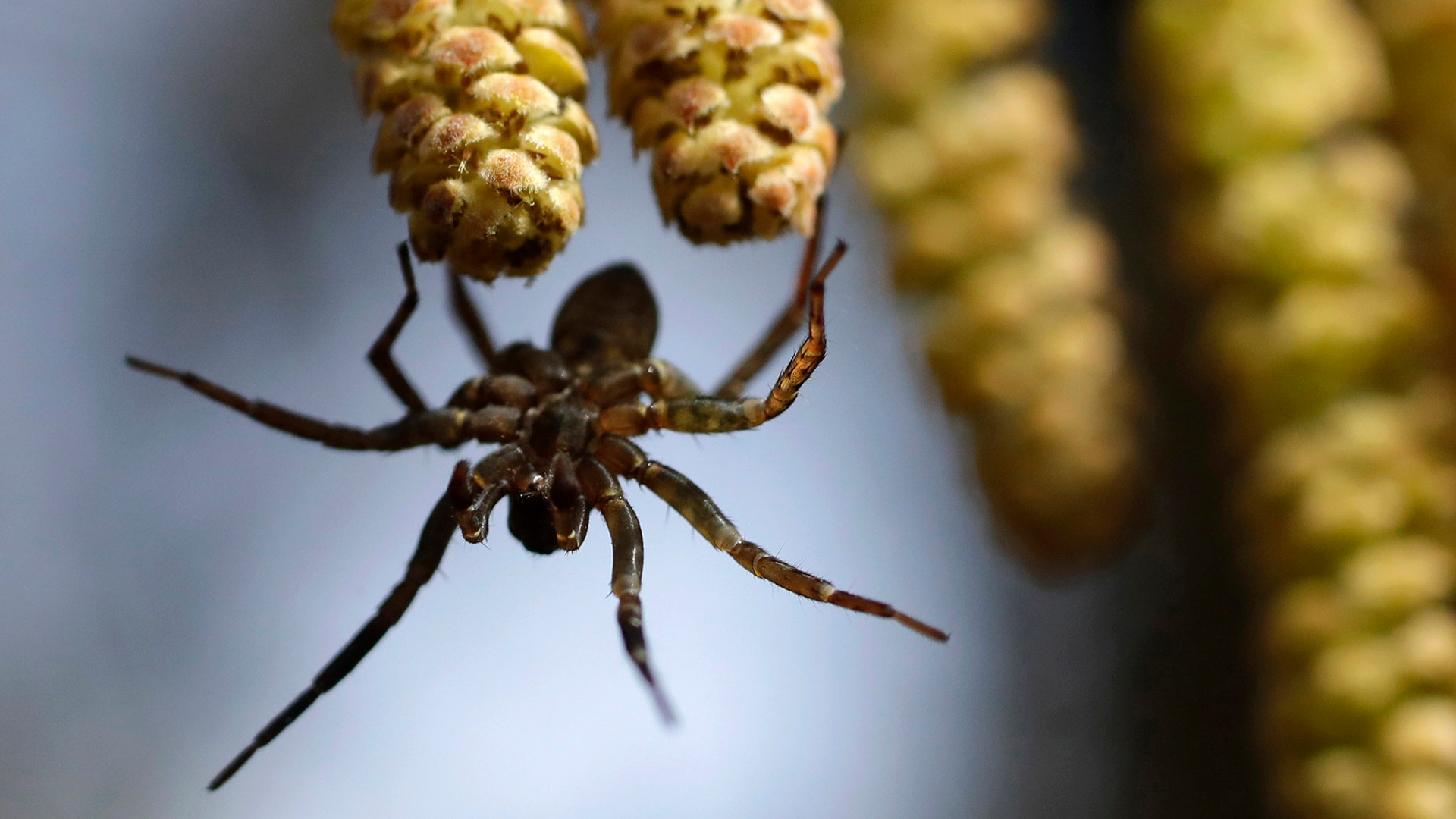 A spider hangs on inflorescence of hazel in a forest on the outskirts of Minsk, Belarus, March 21, 2019. 
