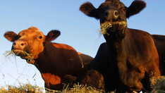 German lawmakers consider 'meat tax' to combat climate change, improve animal welfare