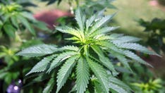 Oregon growth site has 12K Marijuana plants and 3K pounds of pot seized