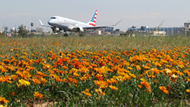 LA airport gets rare super bloom of flowers next to runways