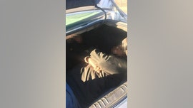 Arizona woman arrested, accused of leading Border Patrol agents in a car chase with illegal immigrants in her trunk: officials