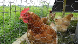 Gang of 'tenacious' chickens kill fox on French farm: report | Fox News