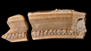 Giant sloth’s 27,000-year-old fossils reveal conditions before extinction, research shows