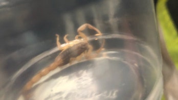 Airline passenger bit by scorpion on Air Transat flight: 'I had a full-fledged panic attack'