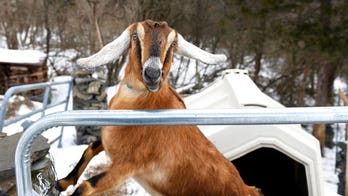 Vermont town elects 3-year-old goat to serve as honorary mayor