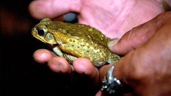 Poisonous baby toads plague Florida neighborhood by the thousands: report
