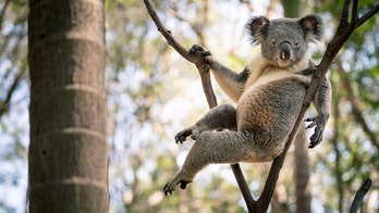 'World’s sexiest koala' becomes viral sensation