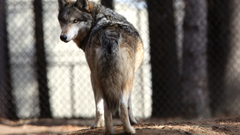 ‘Wolf inside’ pet dogs helps them cooperate with humans, study finds