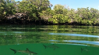 Researchers find hammerhead 'nursery' off Galapagos Island