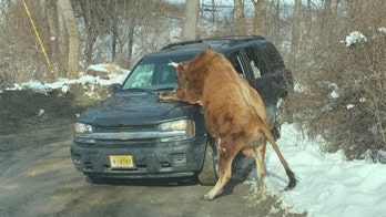 New Jersey police shoot, kill bull attacking owner after it pounced on patrol vehicle: report