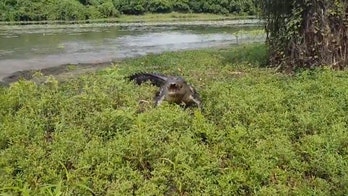 Crocodile chases fishermen away from their catch, sends them running for their lives