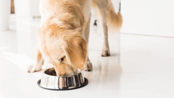 Hill’s Pet Nutrition expands dog food recall over ‘toxic’ vitamin D levels