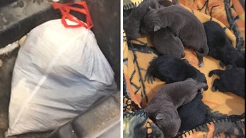 Wisconsin man arrested for allegedly throwing away 8 puppies in garbage bag