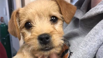6-pound puppy dies after ingesting nearly 50 short ribs, shelter says
