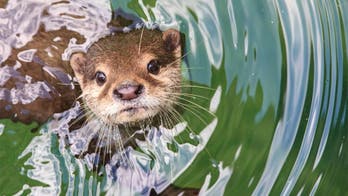 Three rare river otters disappear from North Carolina animal sanctuary, officials say