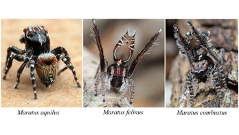 Terrifying new spiders discovered in Australia