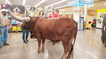 Texas man brings steer to Petco to test ‘all leashed pets are welcome’ policy