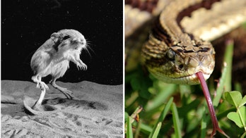 WATCH: 'Ninja' kangaroo rat destroys rattlesnake in epic battle
