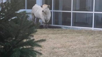 Cow on the loose near Indiana Chick-Fil-A: 'Hey, is this like a promo?'